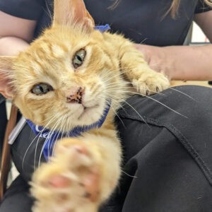 Taco Roswell Clinic Cat Headshot Taco Roswell Clinic Cat Headshot