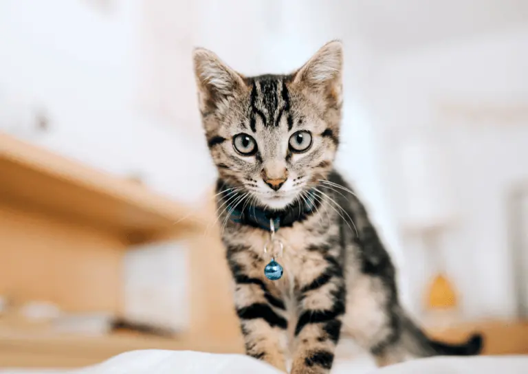 4 common diseases in cats 2