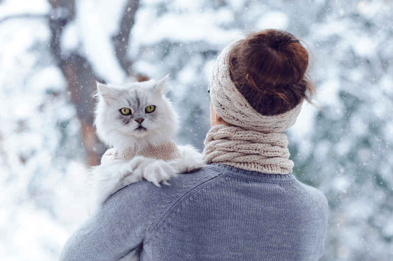 A cat in cold weather
