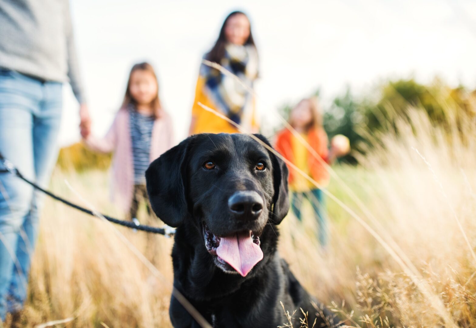 Featured image for post: 7 Ways to Stay Active with Your Pet