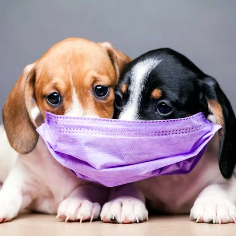 FAQs About Pets and COVID-19