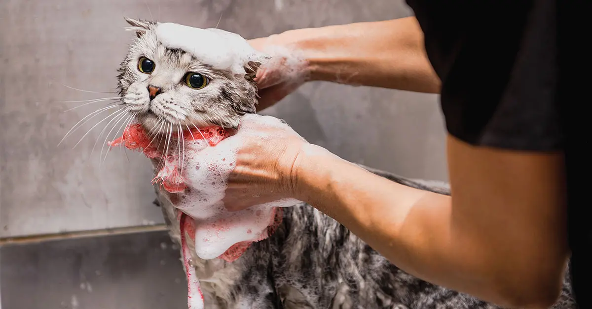 Featured image for post: We Have Answers To All Of Your Cat Grooming Questions