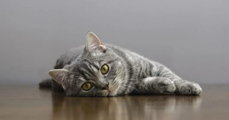 Recognizing The Symptoms Of Chronic Kidney Disease In Cats