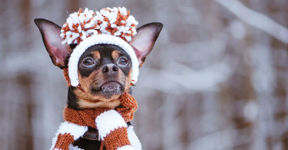 Featured image for post: Tips For Keeping Your Pet Safe During The Holidays