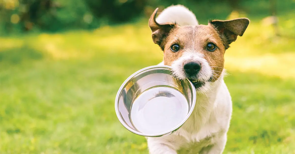Featured image for post: Recognizing Signs Of Pet Dehydration And What To Do Next