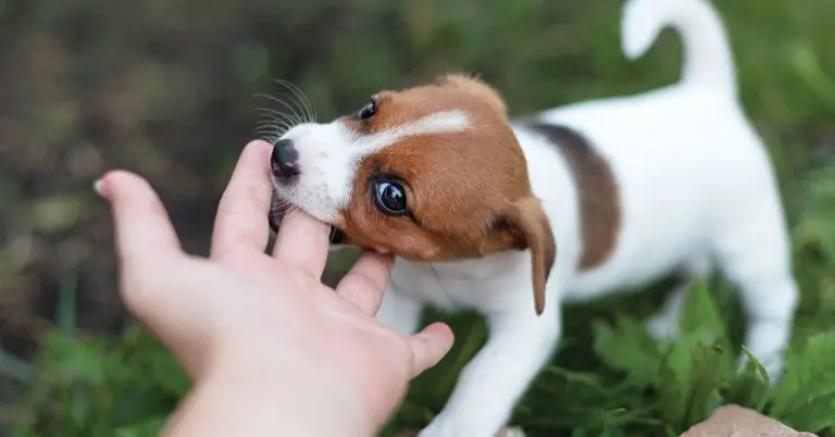 Dog Bite