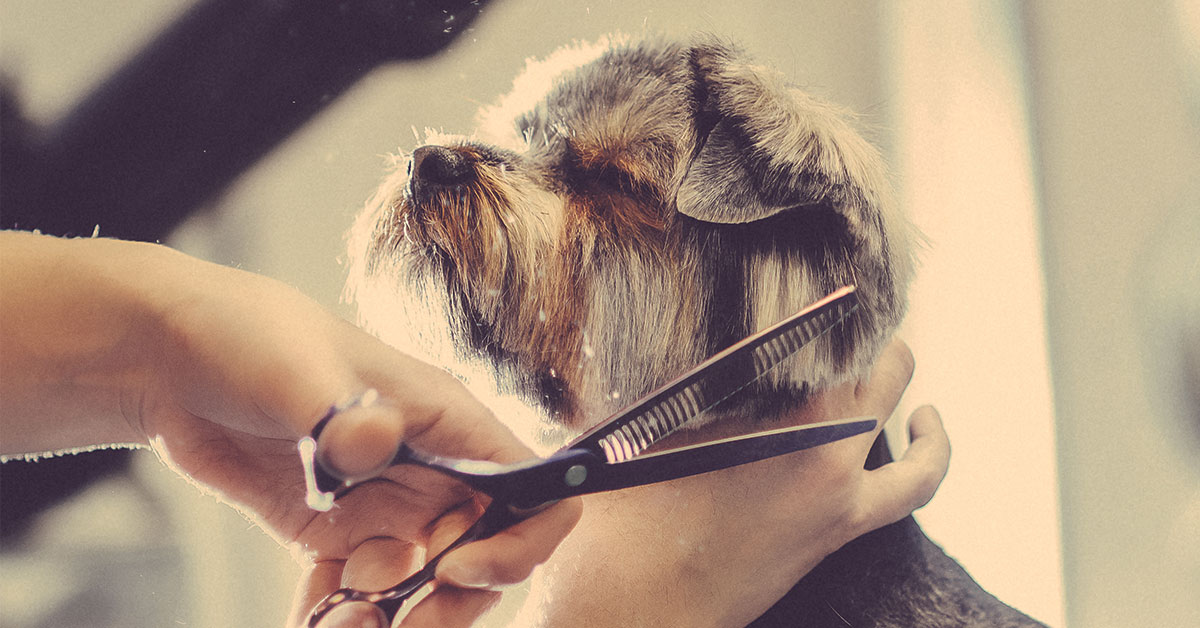 Featured image for post: No More Hair In The House With Our Dog Grooming Tips