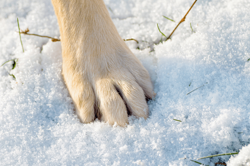 dog paw on snow