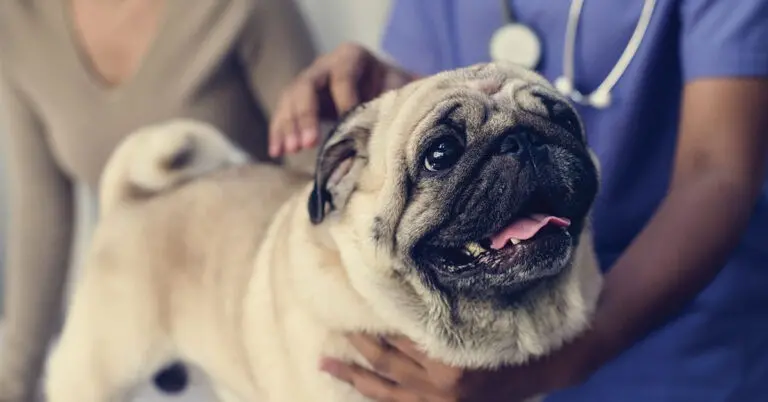 Creating A Stress-Free Vet Visit For Your Dog