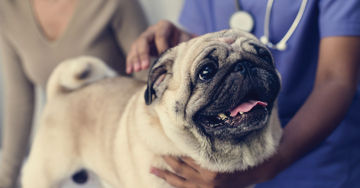 Featured image for post: Creating A Stress-Free Vet Visit For Your Dog