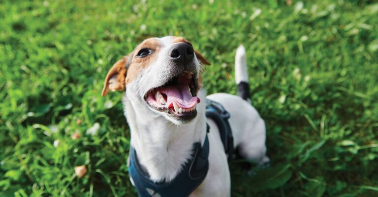 Use These Puppy Potty Training Tips To Bond With Your Pet