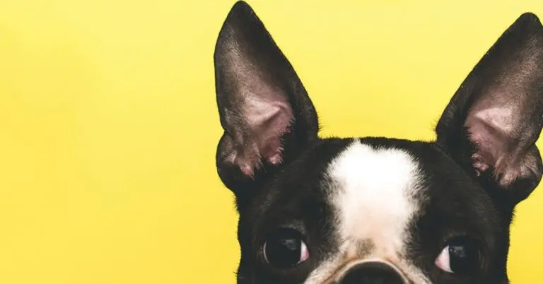 Recognizing The Symptoms Of Pet Ear Infections