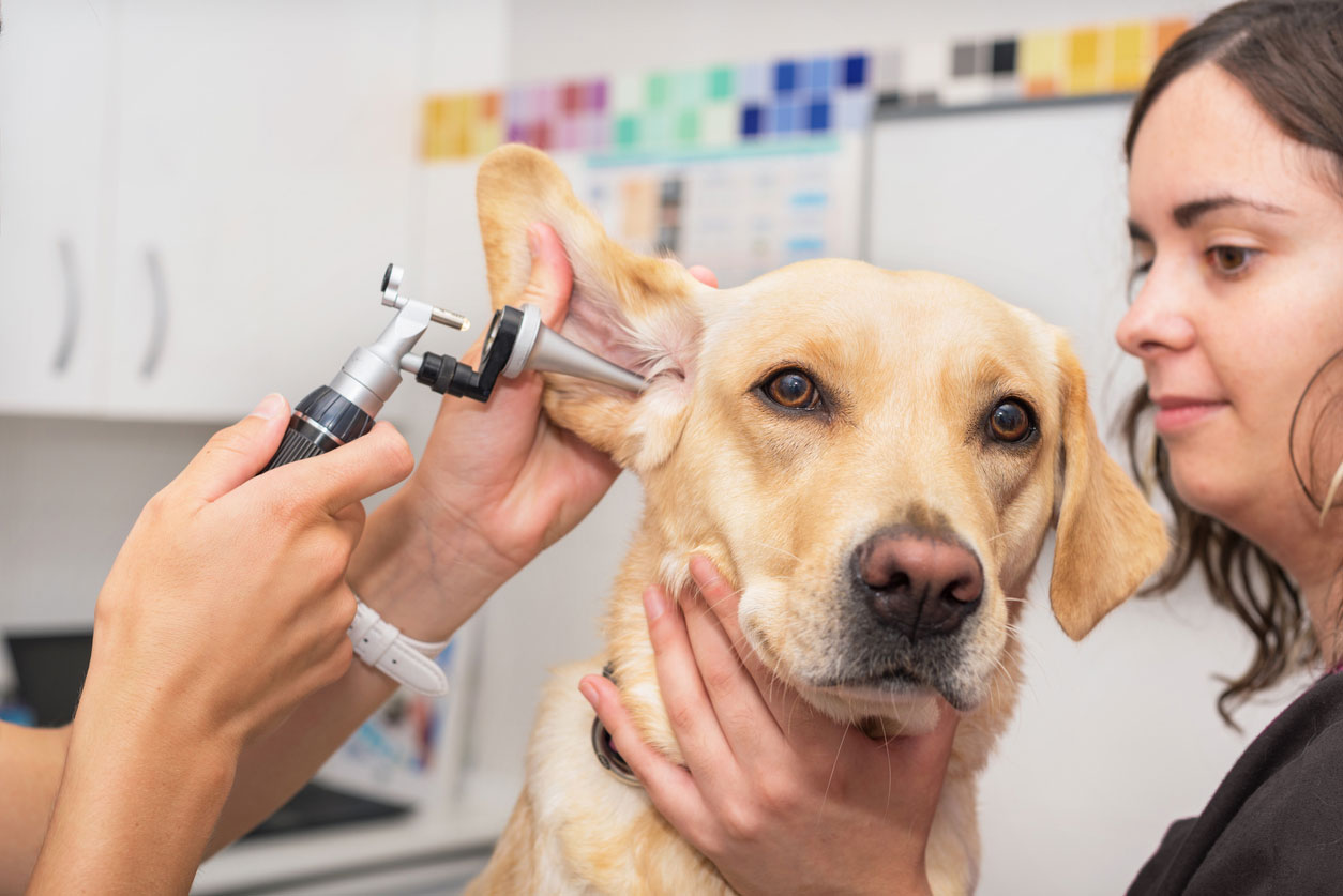 What to Do If a Dog Scratches You | PetMD