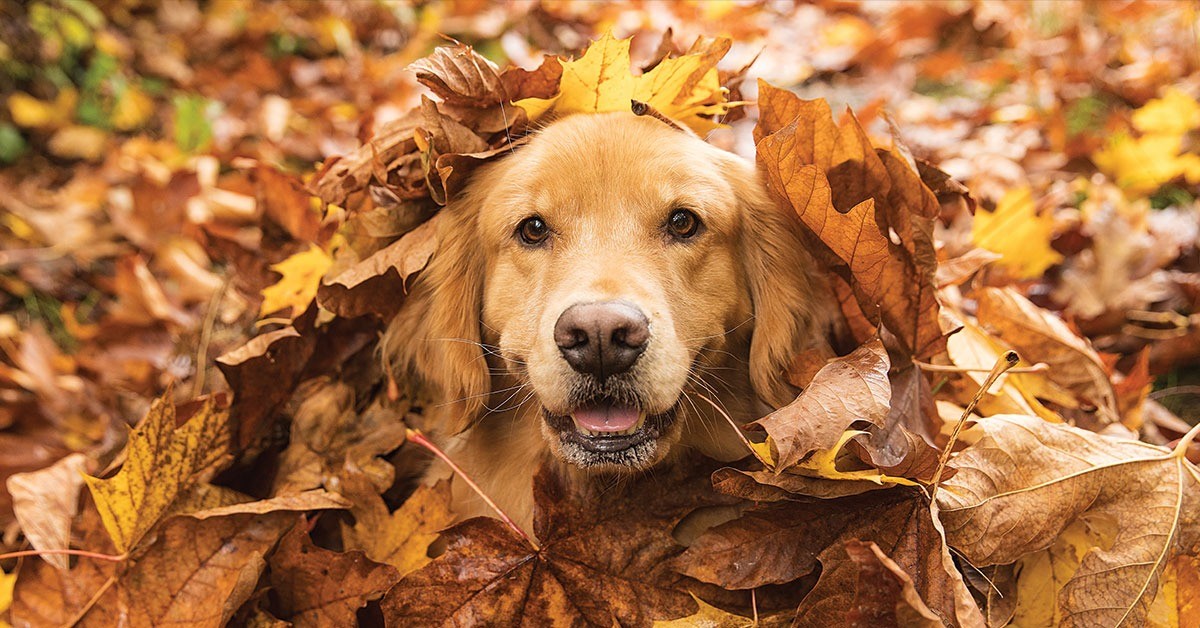 Featured image for post: Pet Safety Tips To Remember During The Fall
