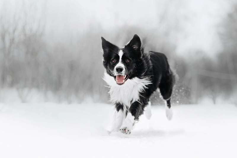 A dog running on the snow