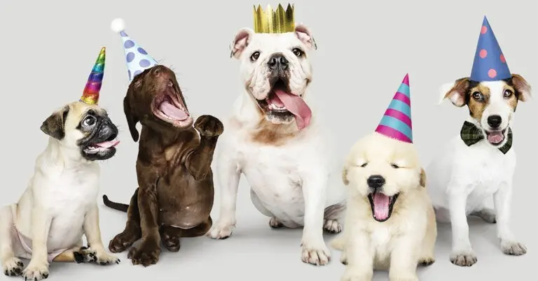 Your Pet Will Love These New Year's Resolutions
