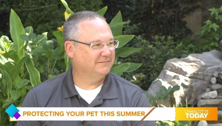 Featured image for post: Pet Safety in the Summertime