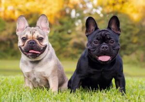 Can French Bulldogs Swim? Water Safety Tips for Your Frenchie