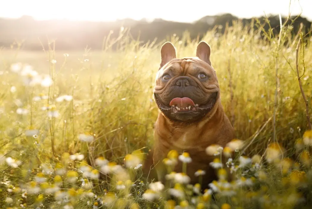 Featured image for post: French Bulldog Summer Safety