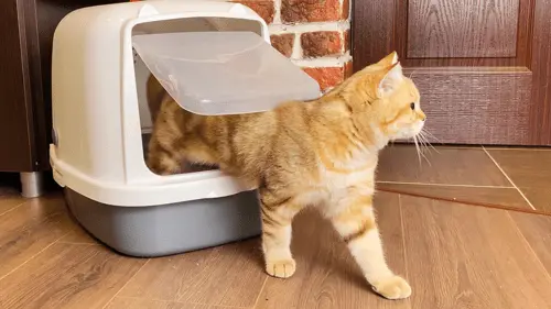 Frequent-Urination-in-Cats