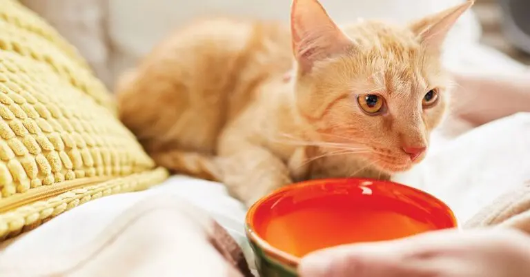 Preventing and Treating Heat Stroke in Pets