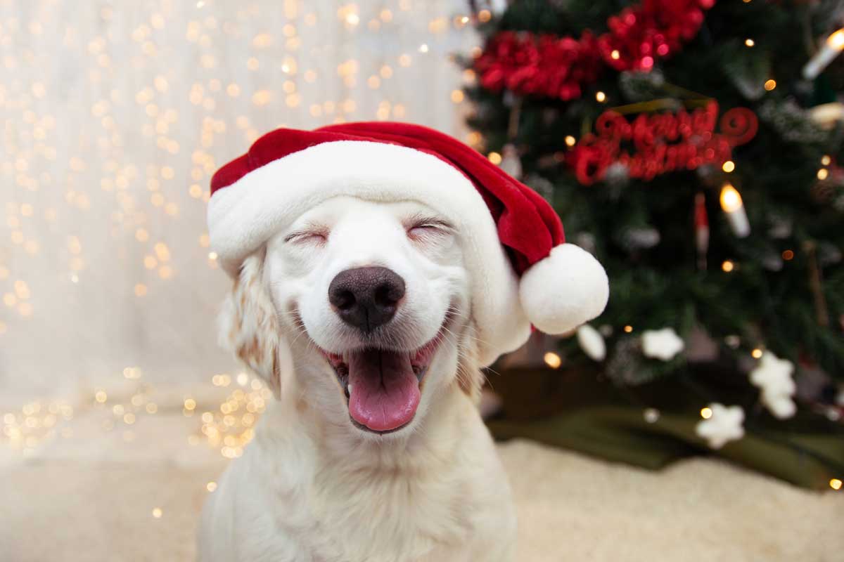 Holiday-Gifts-for-Pets