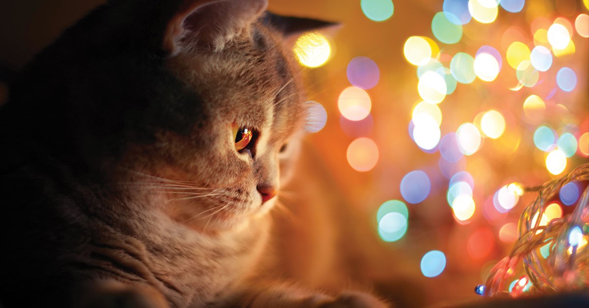 Featured image for post: How To Keep Your Pets Relaxed During The Holidays
