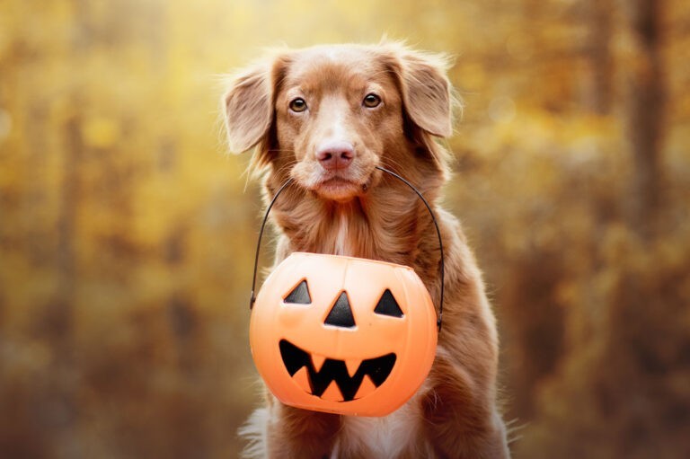 My dog ate Halloween Candy