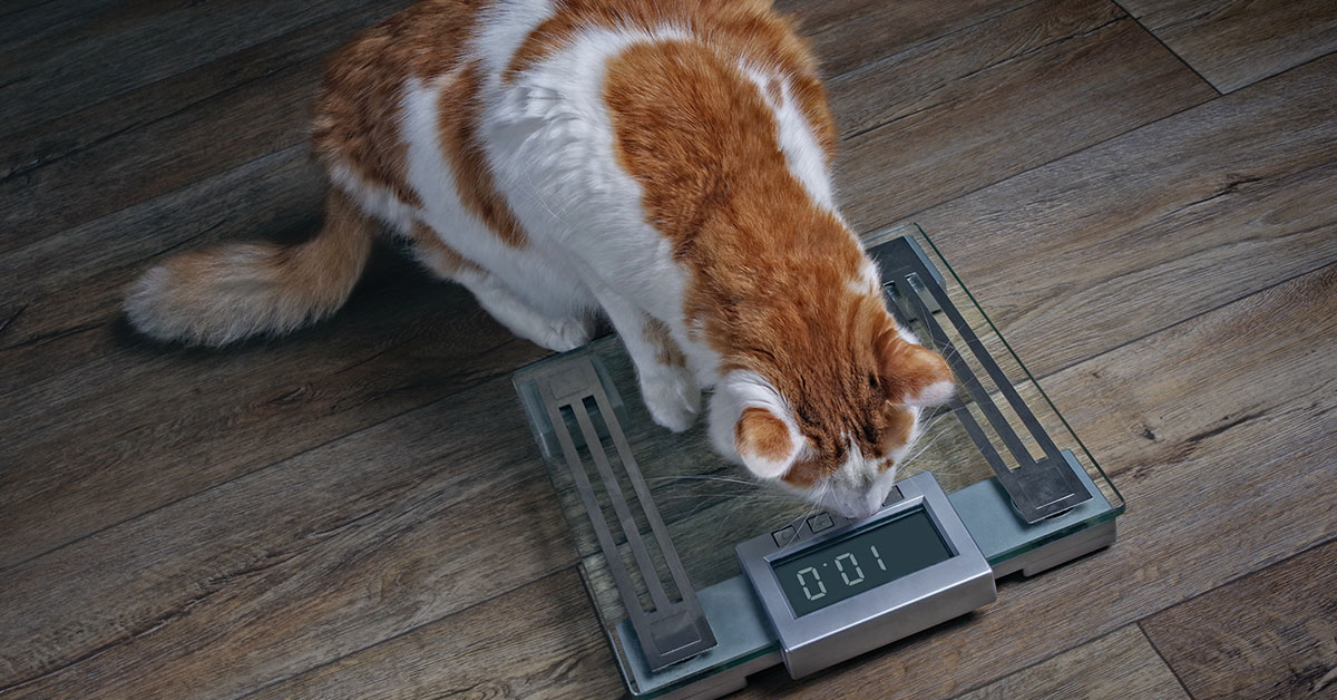Featured image for post: Pet Obesity Can Lead To Larger Problems