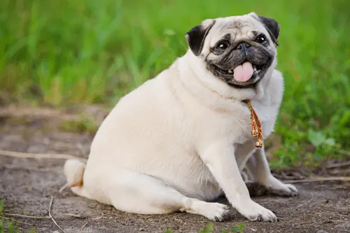 Overweight-dog