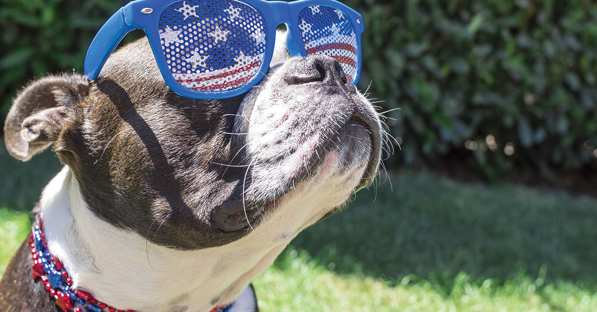 Featured image for post: Keeping Your Pet Calm During 4th of July Fireworks