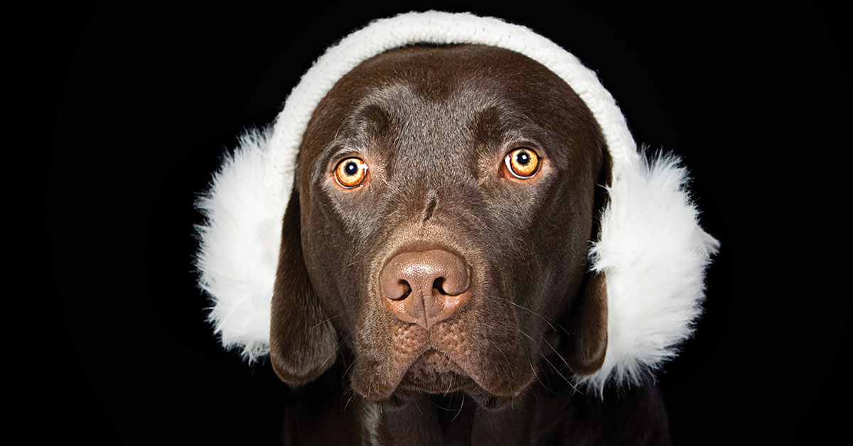 Featured image for post: How To Protect Your Pet From New Year’s Eve Noises