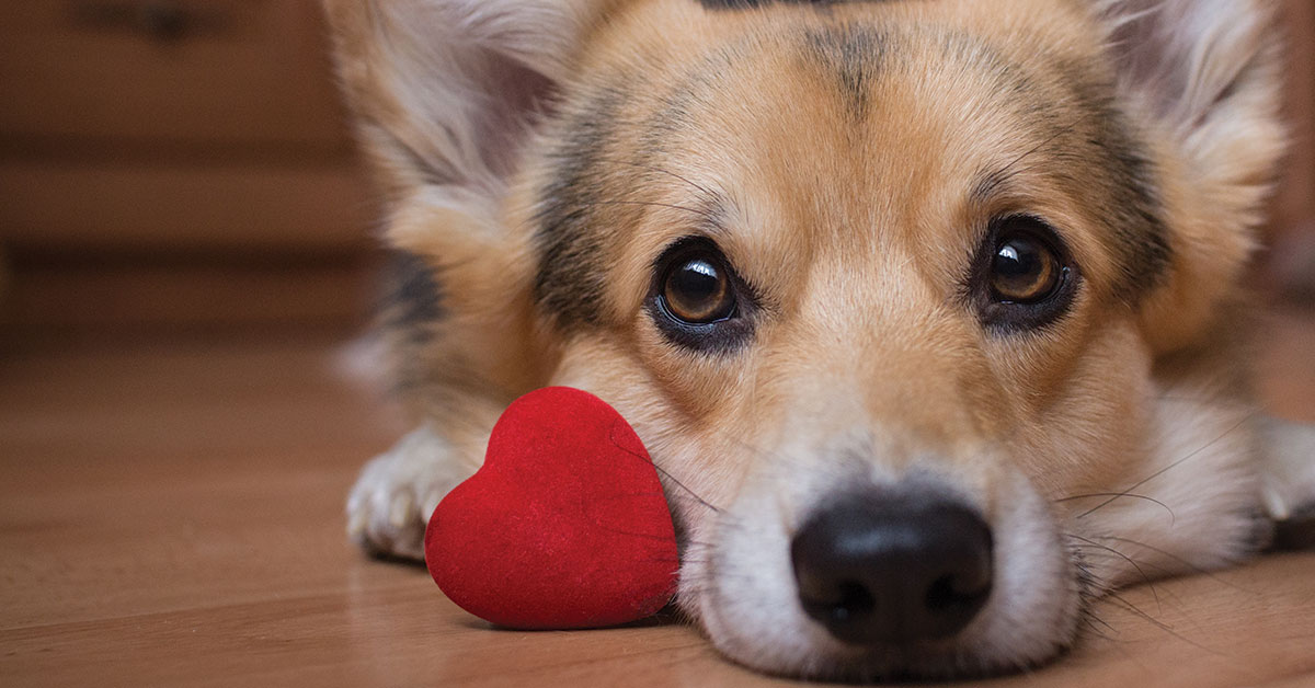 Featured image for post: These Tips Will Keep Your Pet Safe On Valentine’s Day