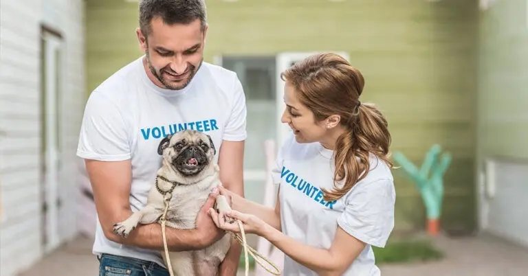 Pet Volunteer