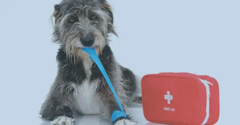 Pet first aid kit