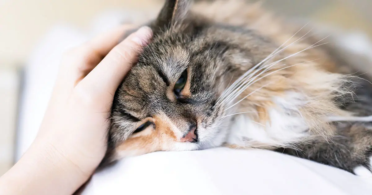 Featured image for post: Signs That Your Cat Is In Pain Right Now