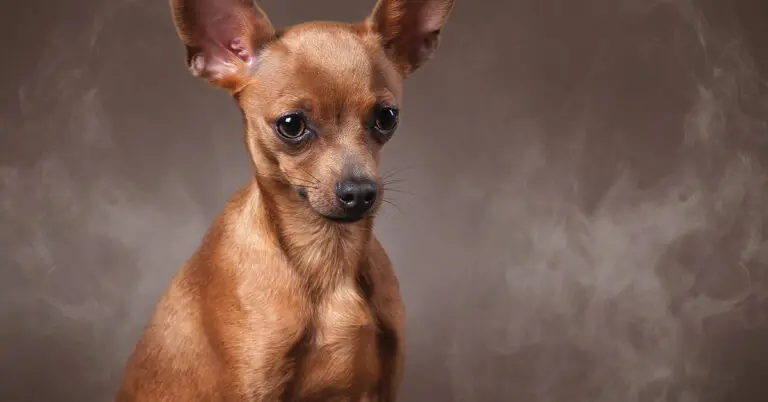 Is It Dangerous to Smoke Around Pets?