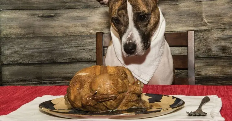 Hazardous Thanksgiving Foods To Keep Away From Your Pet
