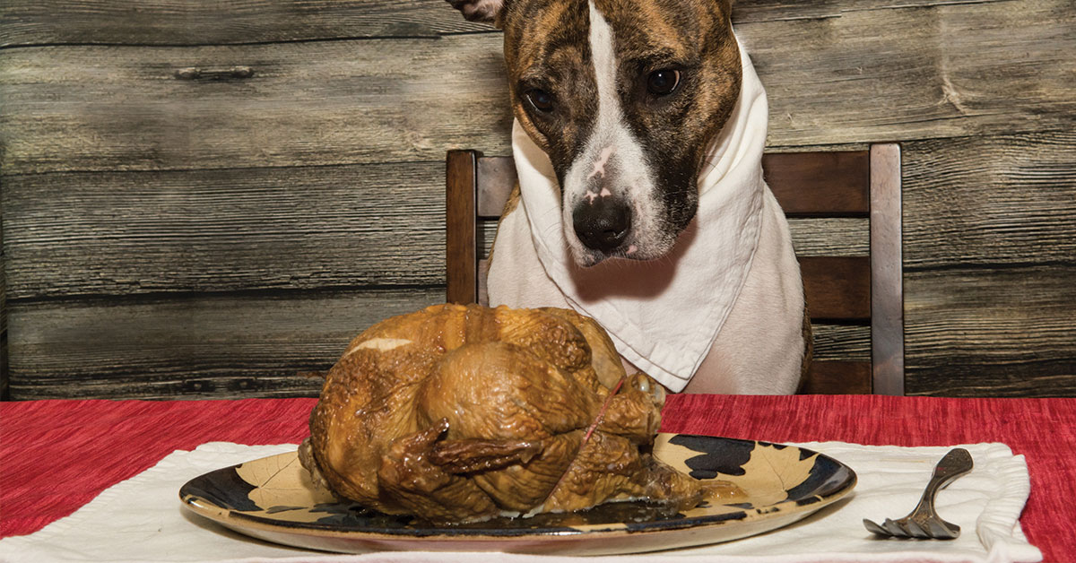 Featured image for post: Prevent A Pet Emergency During Thanksgiving With These Tips