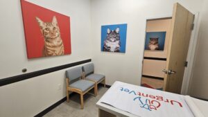 UrgentVet Cat Room scaled 3