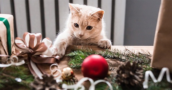 Featured image for post: 10 Holiday Hazards to Avoid if You Have Pets