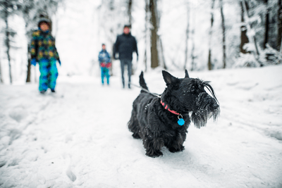 A scottie dog in the snow