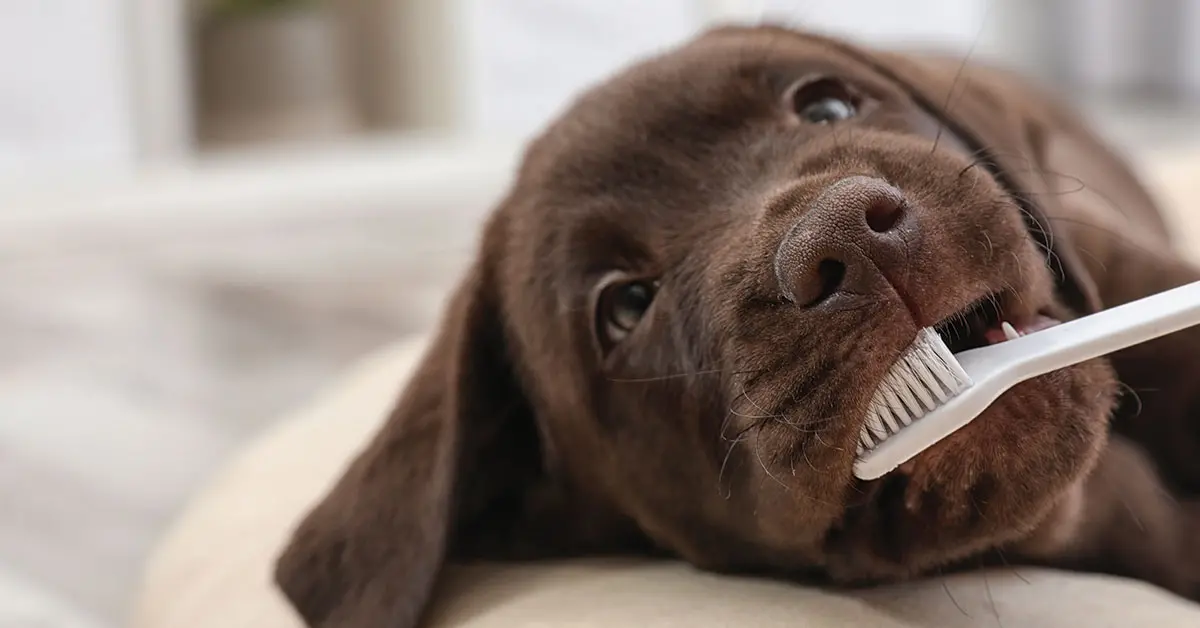Featured image for post: How To Brush Your Pet’s Teeth