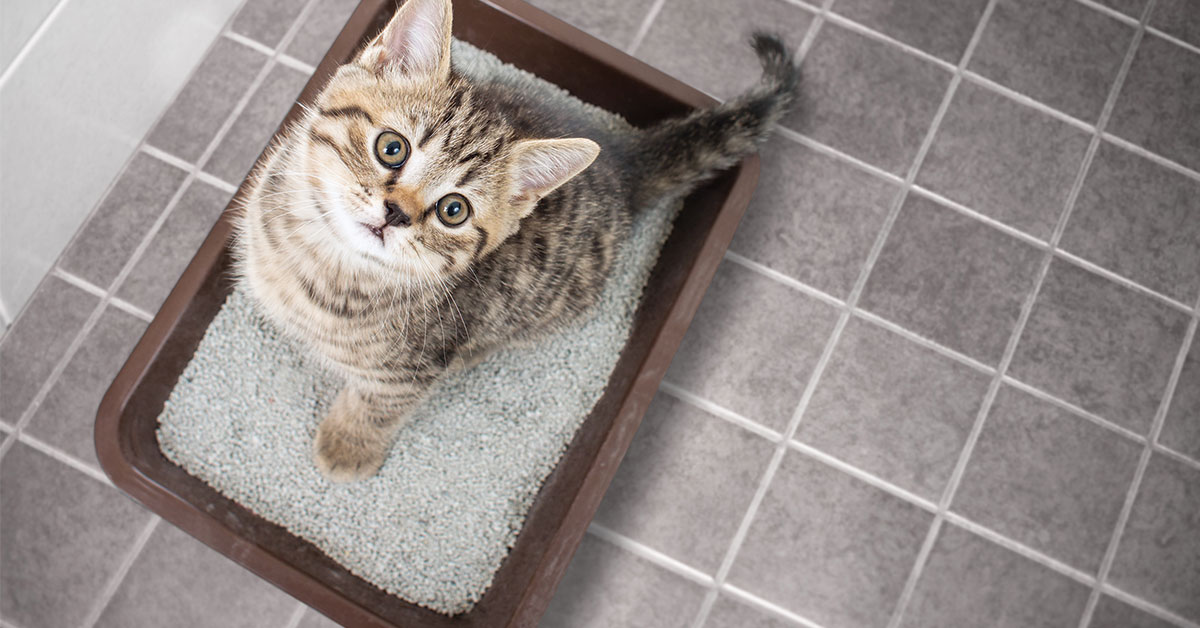 Featured image for post: Litter Box Training Tips That Will Make Your Life Easier
