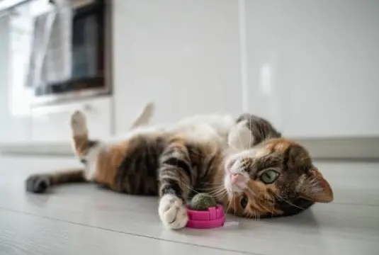 Featured image for post: Blissful Kitty: Catnip Safety and Recommended Feline Use