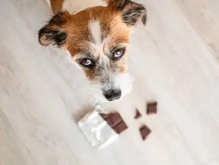 dog and chocolate