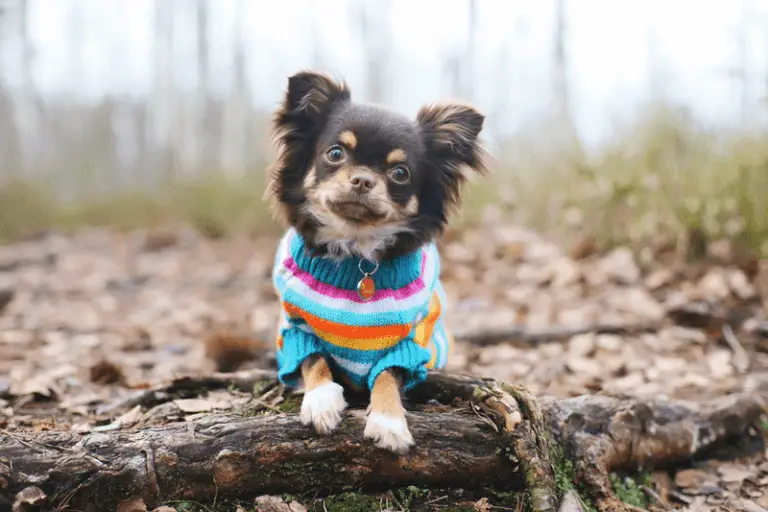dog in a sweater during cold weather