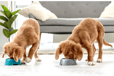 happy dogs eating food