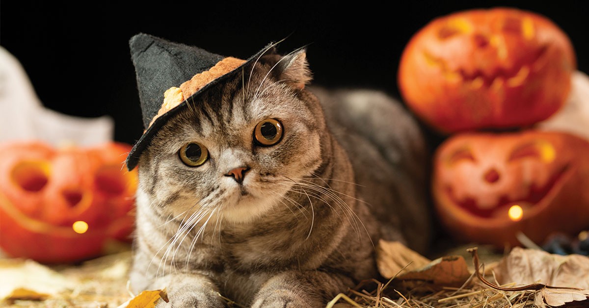 Featured image for post: Three Tips For Keeping Your Pet Safe This Halloween