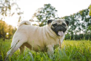 injuries-in-small-dogs---pug